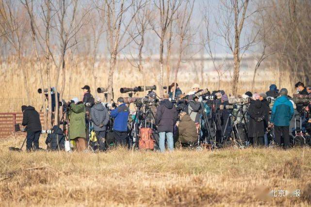 爱好者|活仓鼠吊上树枝、芦苇上钉大头针……为诱拍鸟类这些招也忒损了