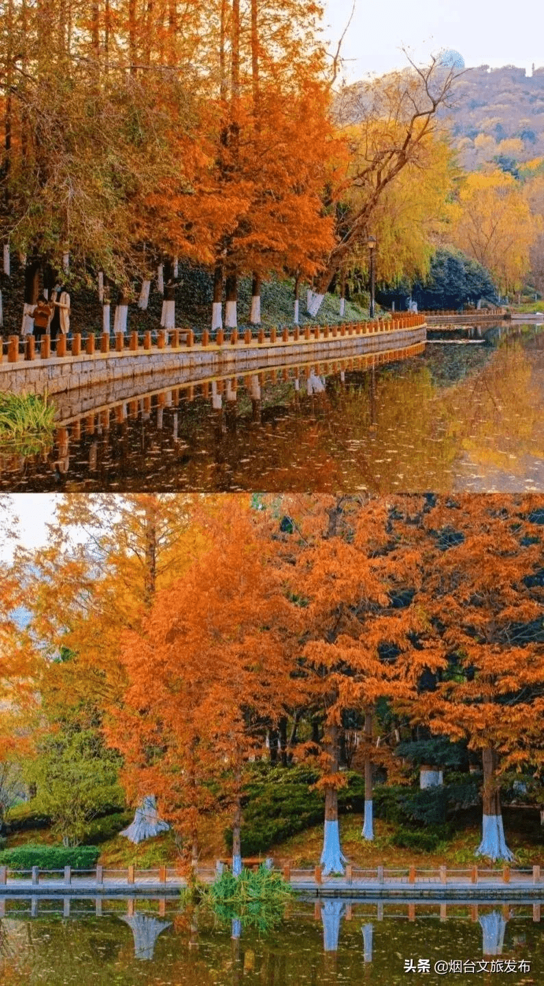 泉城|刷爆全网！山东这8处的水杉林，让你不出省就能打卡川西秘境！