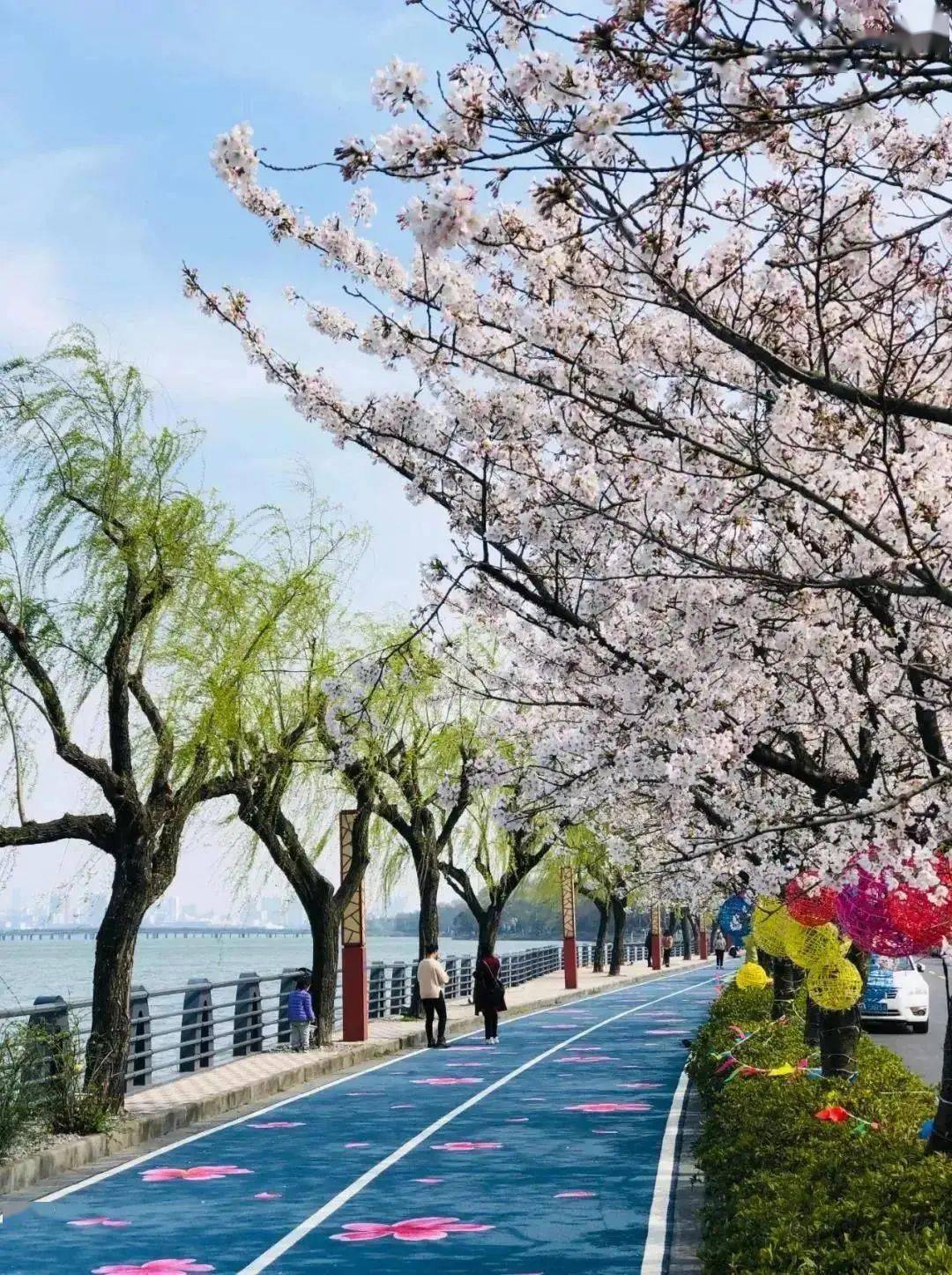 十里芳堤樱花跑道荣获2021江苏省最美跑步线路称号
