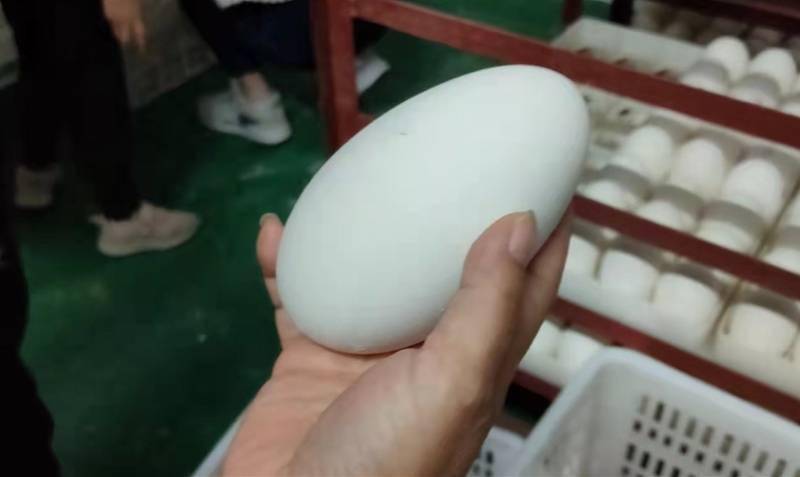 狮头鹅|“鹅脸识别”要来了！数智化赋能潮汕生态农业，5G技术养鹅