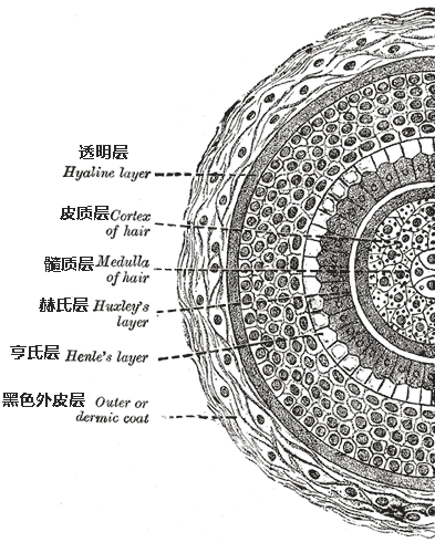 头发结构剖面图   图源:wikipedia