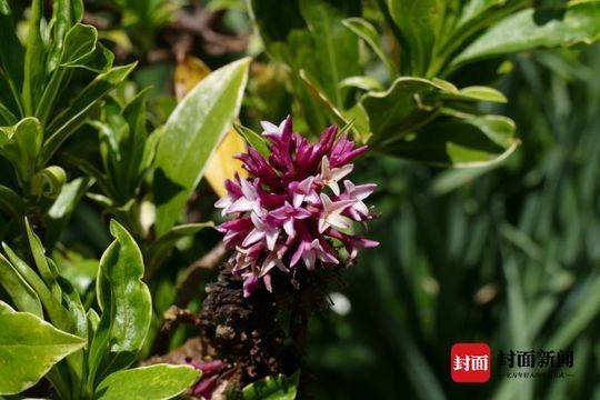 语闻成都 二十四番风信 4 瑞香一品九命紫风流 香花 花香 栽培 语闻成都 二十四番风信 4 瑞香一品九命紫风流 香花 花香 栽培