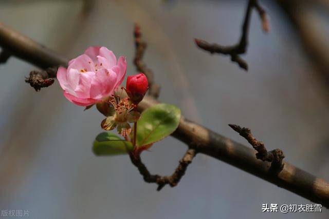 初冬海棠古詩六首:昨夜海棠開數朵,一雙蝴蝶上闌干_梅花_小春_枝頭