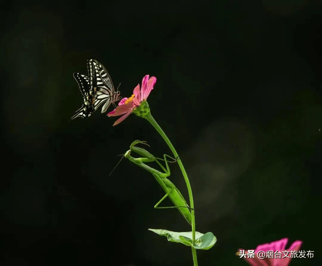 晚霞|在烟台，看遍四季美景更迭