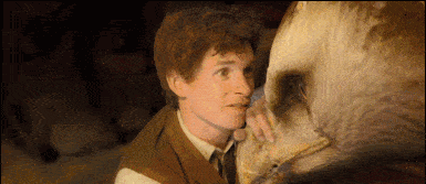 《神奇动物在哪里》讲述的是一个魔法世界的故事.