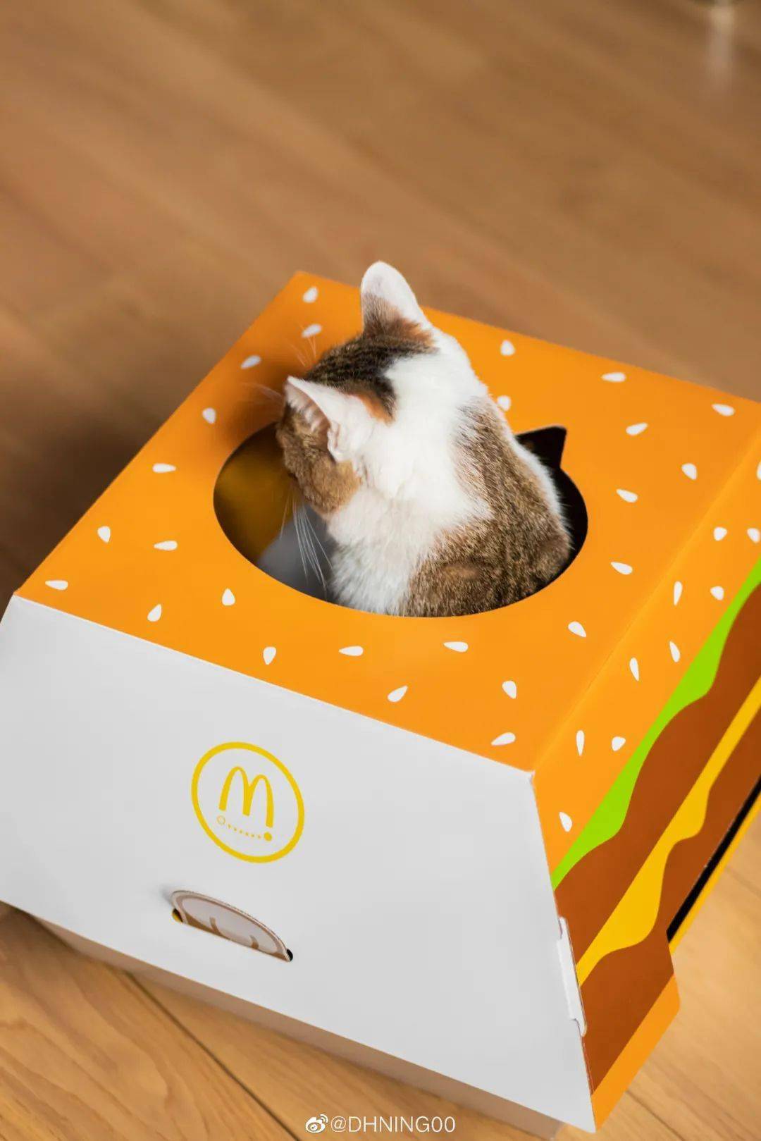 刷屏网友你看我家狗子有机会吗?