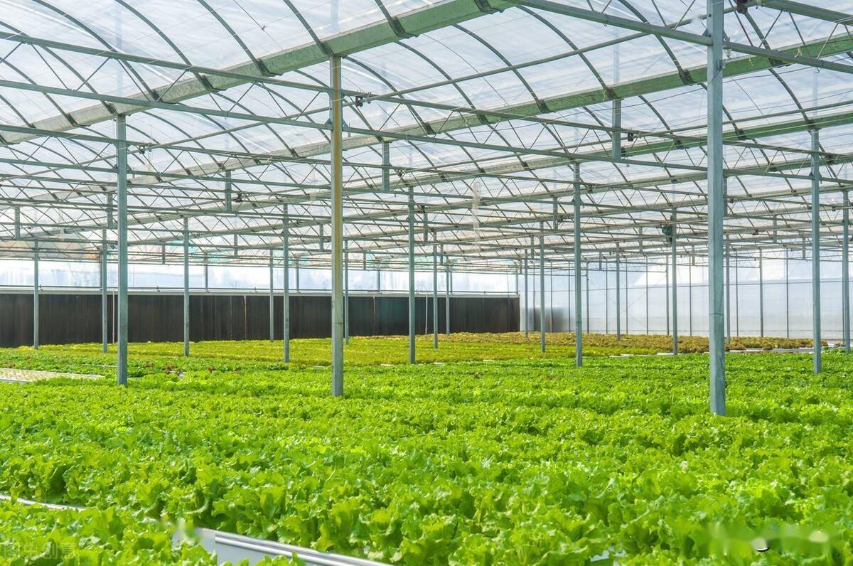 冬季露地蔬菜,大棚蔬菜和果树这样防冻,菜农们可以试试_冻害_作物