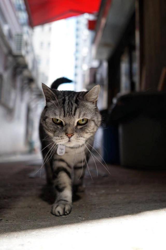 香港出現貓界大佬霸氣外露稱霸西環彷彿多看一眼就惹它不開心