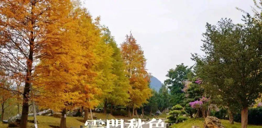 落羽杉怎么种植
