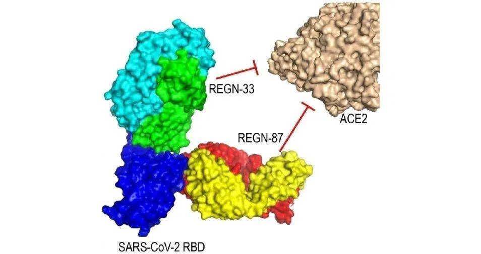 疗法|重磅！首个国产新冠救命药，来自这家冷门公司