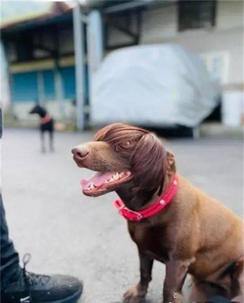 狗狗_andy_奴才
