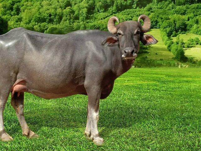 水牛奶不加糖的甜牛奶每天一杯香醇营养好喝