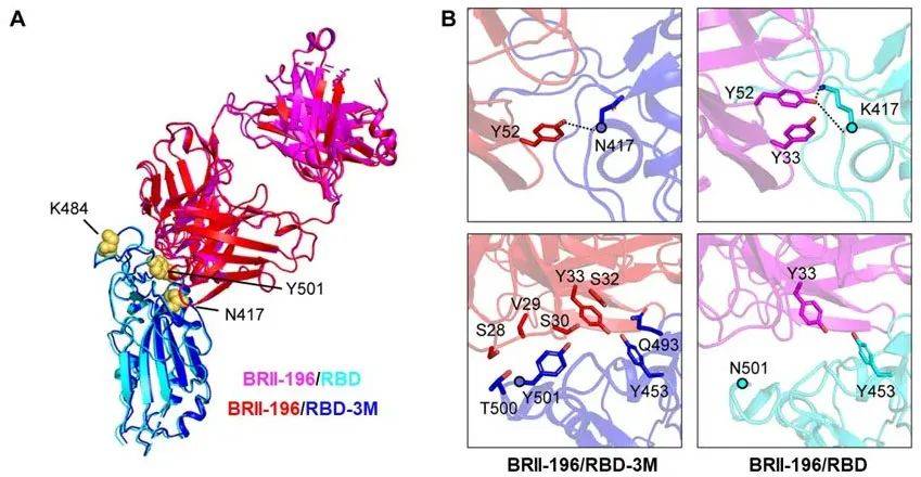 疗法|重磅！首个国产新冠救命药，来自这家冷门公司