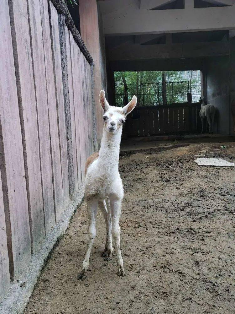三明动物园上新啦走一起去看看小动物们如何温暖过冬
