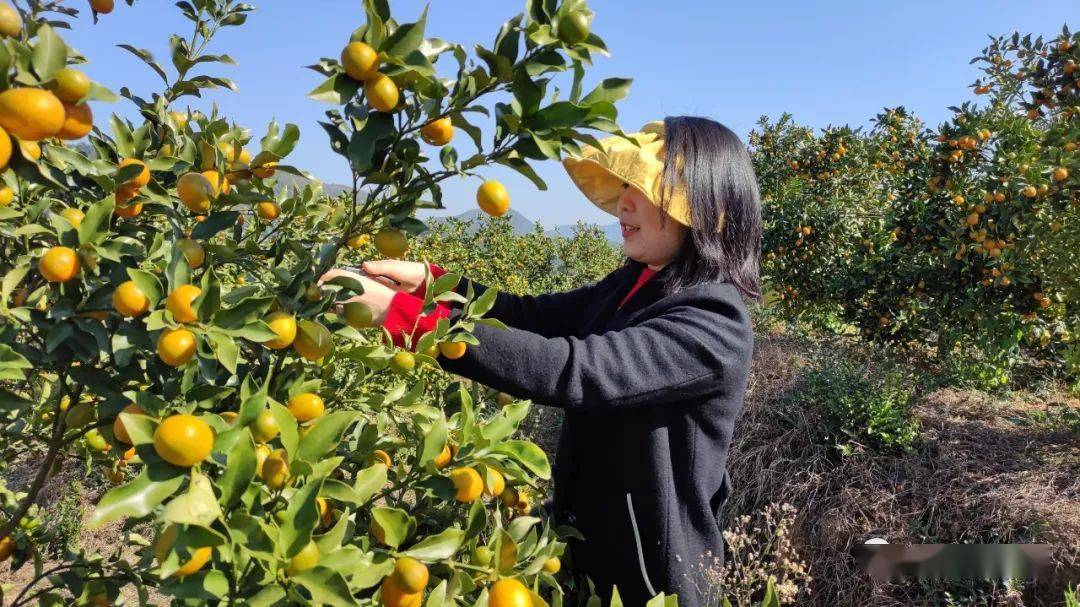 全南的中寨乡站起来了!_金桔_农副产品_发展