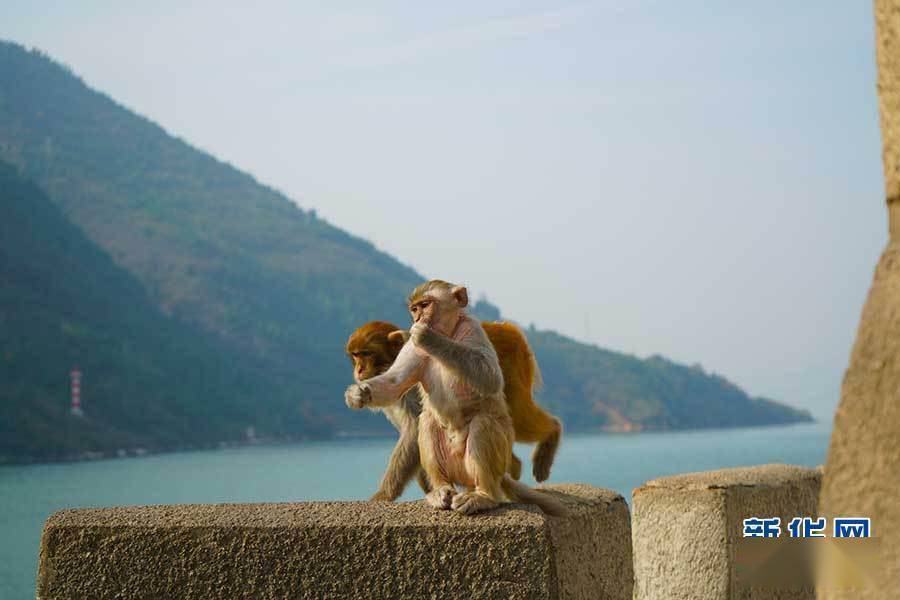 三峡“猿”声啼不住