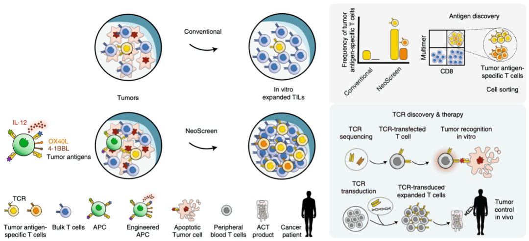 技术|《自然》子刊：可扩增筛选肿瘤新抗原特异性T细胞的技术，终于出现了！