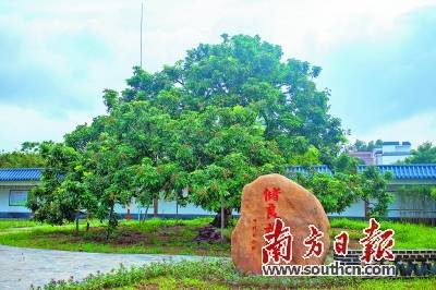 储良龙眼母树公园18万奖金征下联