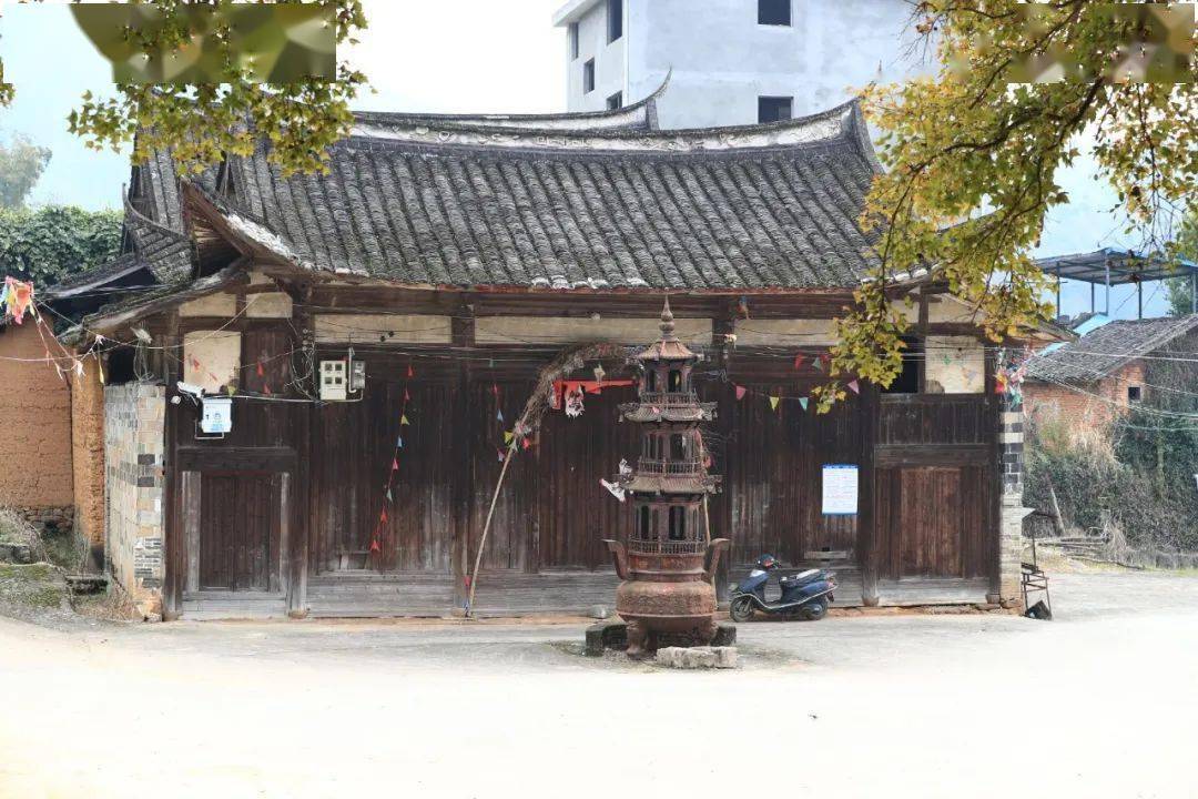 美景甘棠镇倪下村银杏染冬美如画