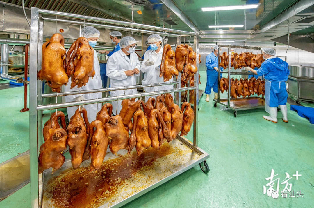 厉害了,"世界鹅王"澄海狮头鹅实现首次出口!