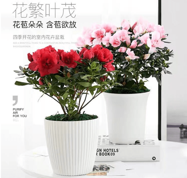 盆栽花卉植物室内大盆 de7898f25c694a83b3638b2b533de111.png