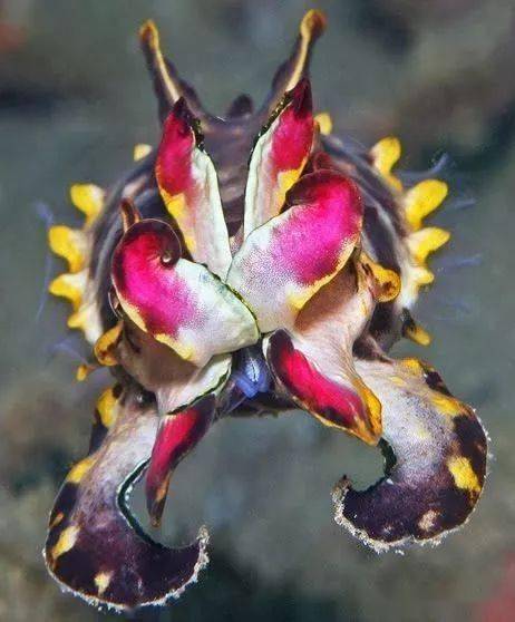 带有毒性的墨鱼火焰墨鱼