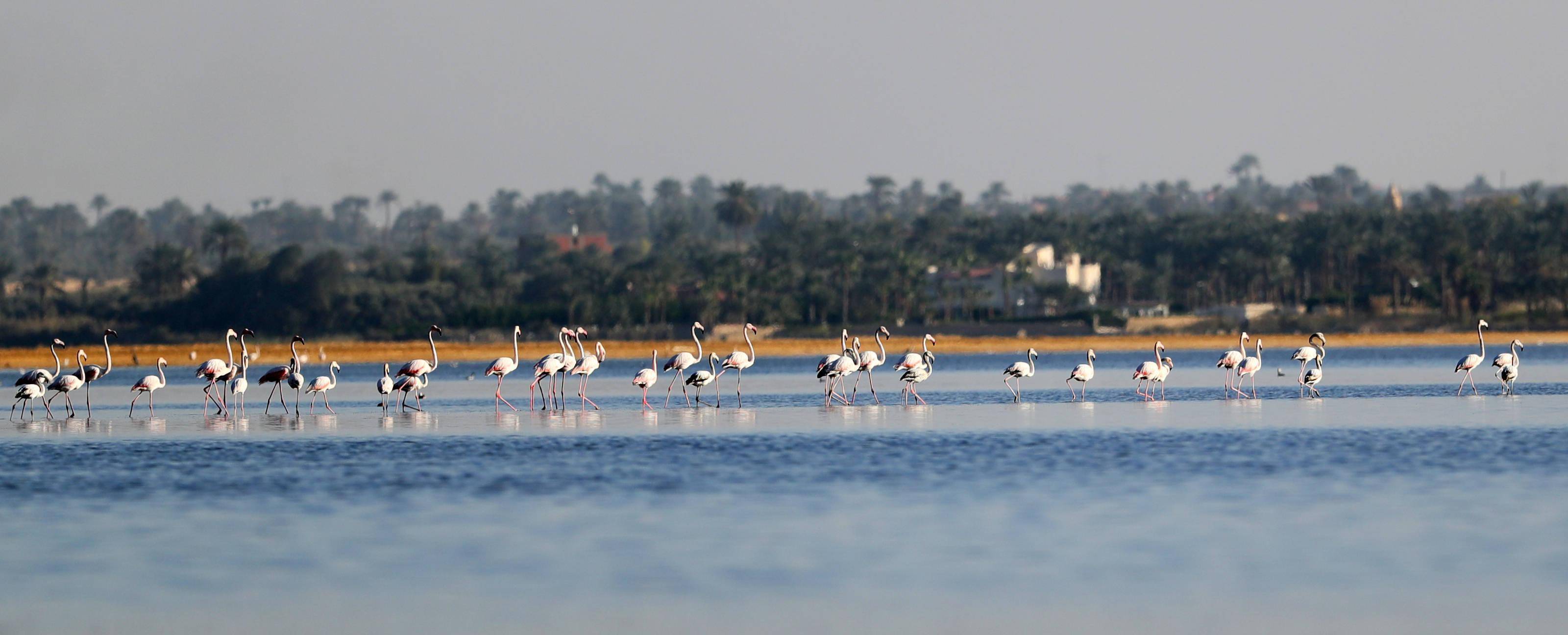 埃及法尤姆:火烈鸟漫步加龙湖