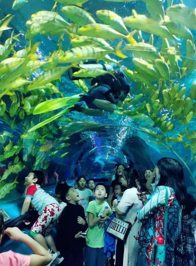 元抢富国海底世界门票6000多海洋生物人鲨共舞美人鱼表演黄金风暴表演