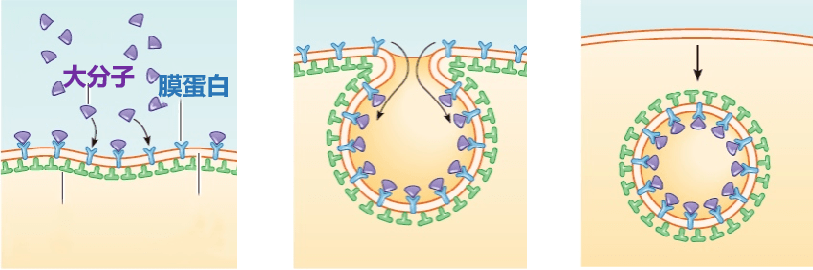 胞吞胞吐过程中都需要蛋白质参与吗
