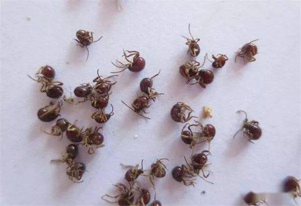 庆峰每日一招如何消灭牛羊体表的蜱虫