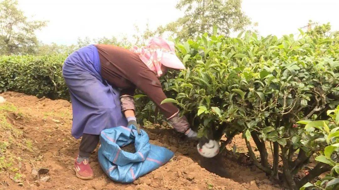 南涧罗伯克茶场图片