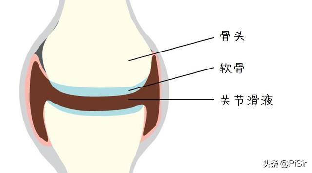 关节软骨的位置图片