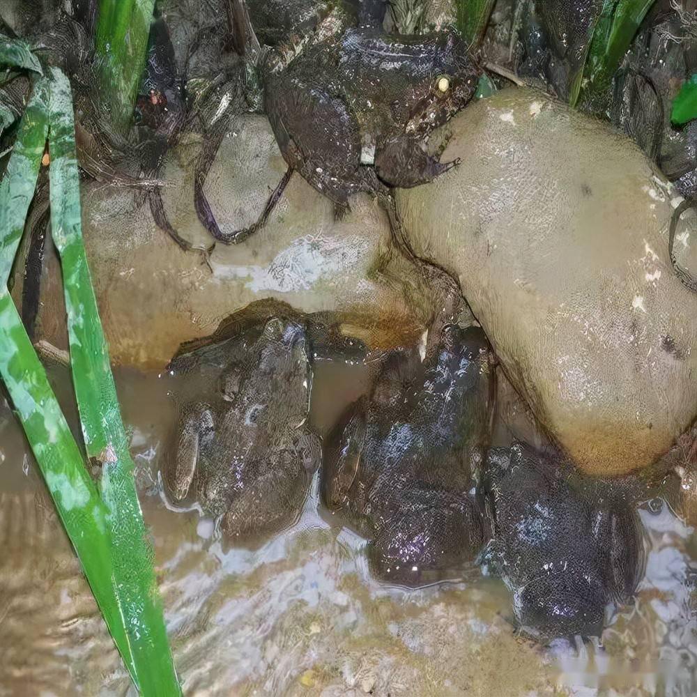 棘胸蛙养殖生产技术流程_蝌蚪_场地_水泥池