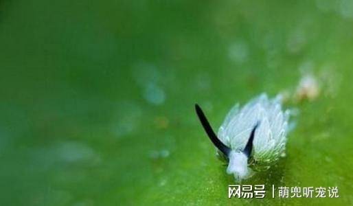 治愈系海洋精灵叶羊萌到让人完全忘记烦恼