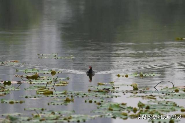 谷歌商店下软件显示出了问题 1999c5b4ef0f4623ac0895b776e0d751.jpeg