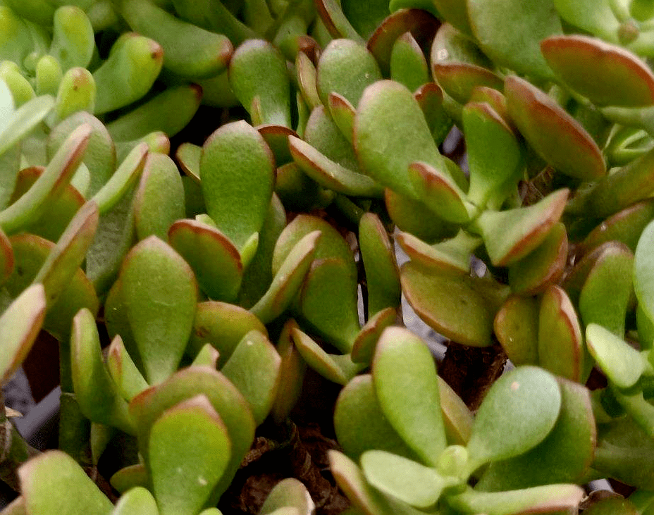 1种多肉名叫"燕子掌",学会"5点养护法",叶子厚实油亮_时候_土壤_光照