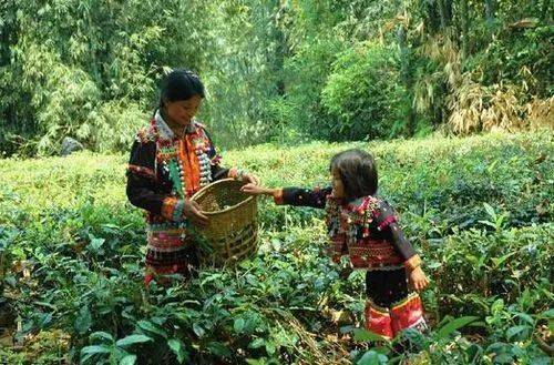 金奖|40年匠心做茶，她斩获茶博会金奖，网友：终于找回那熟悉的味道···