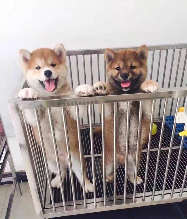 网友晒两条狗称是安吉和小鱼儿沙溢调侃是想说一个黑一个白吗