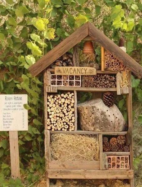 创建小型生态系统 多样动物世界制作 昆虫屋让细尾獴的新家更有生机与