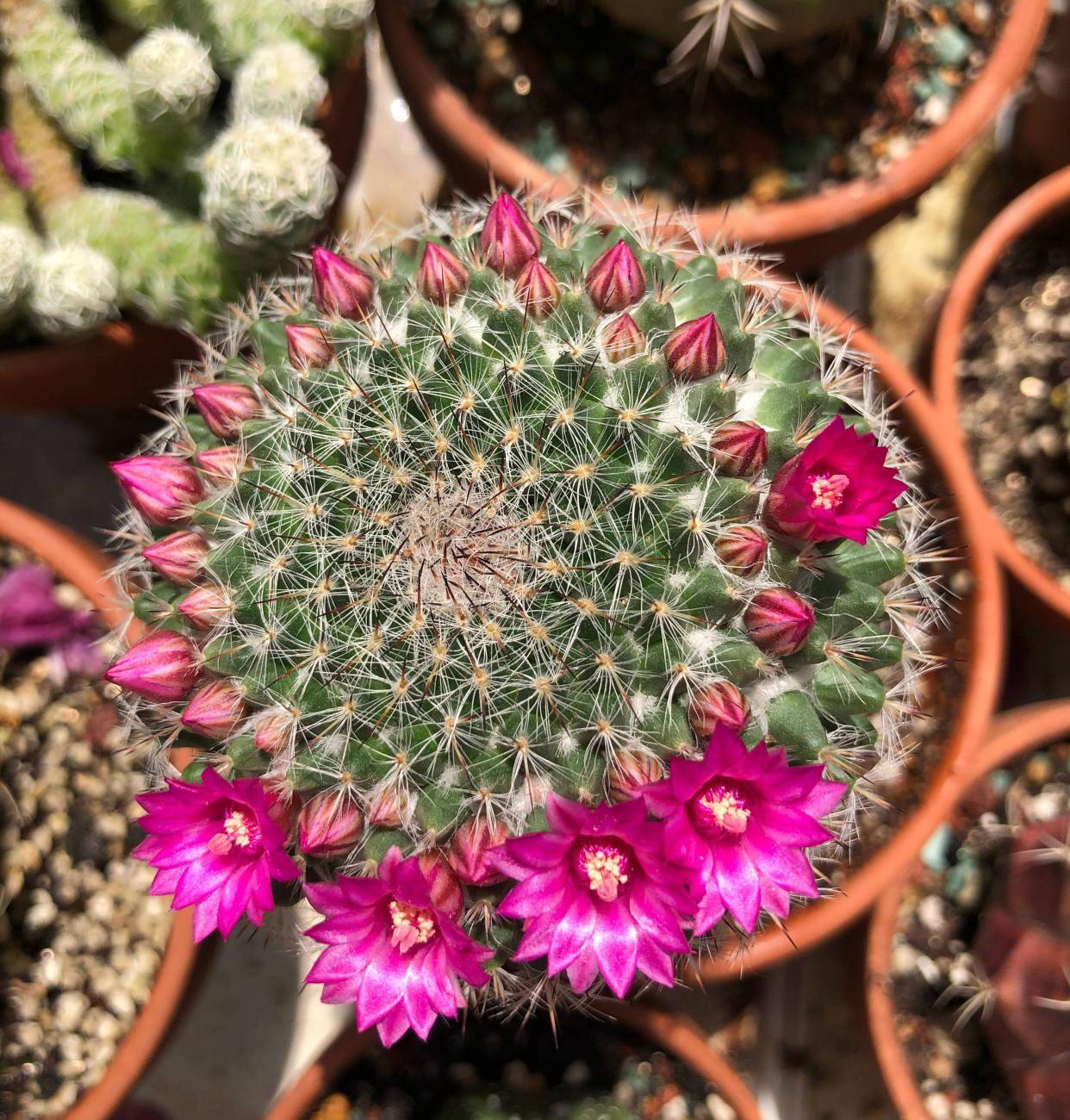 仙人球玉翁的养护技巧做好3点非常好养花多球胖美丽壮实