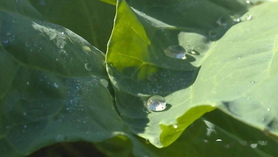 記者喊您一起去炮臺吃桃山芥藍啦