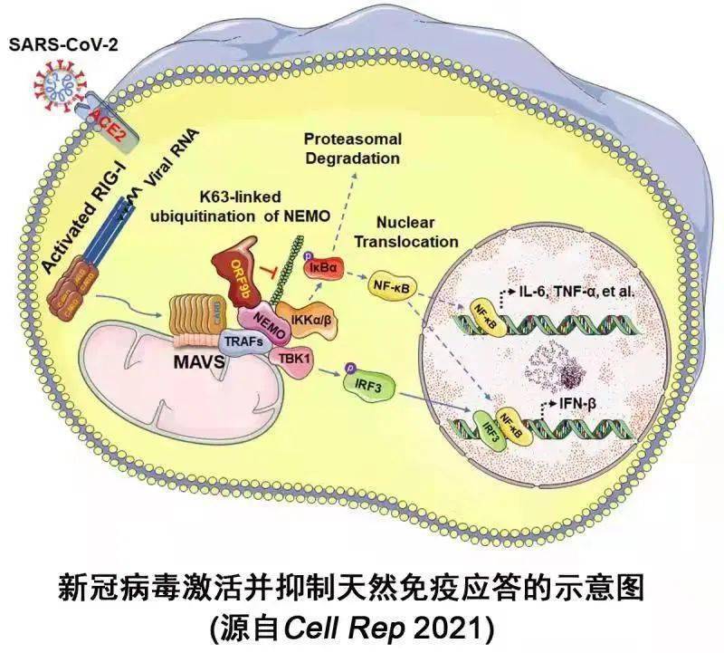 牛痘疫苗致炎提取物片_腮腺疫苗必须打吗_流行性腮腺炎疫苗费用