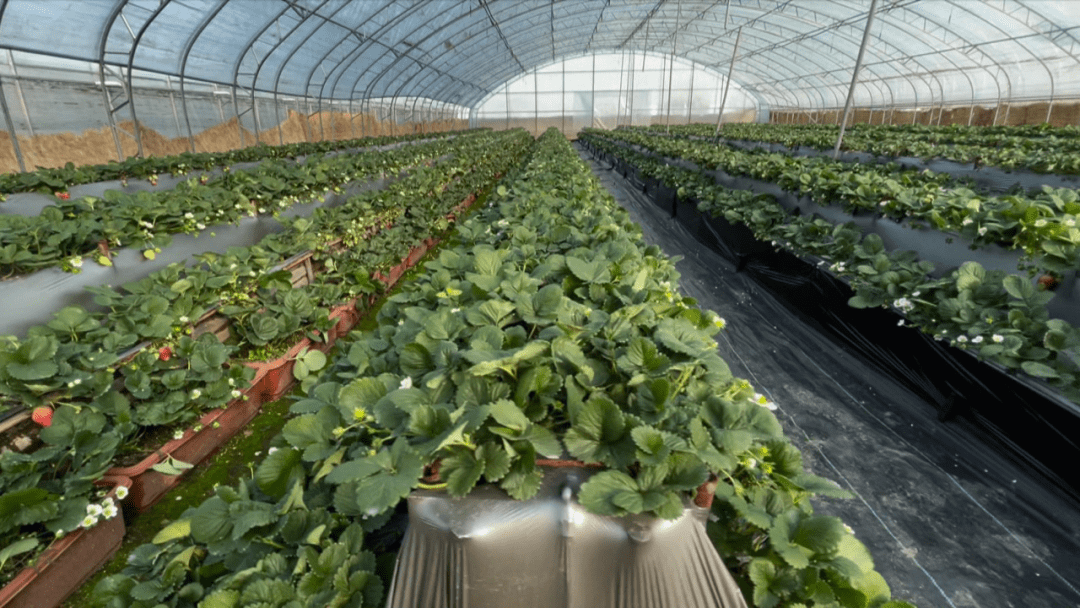 阜阳这个国字品牌,单品年销近8亿元!_闻集镇_草莓_种植