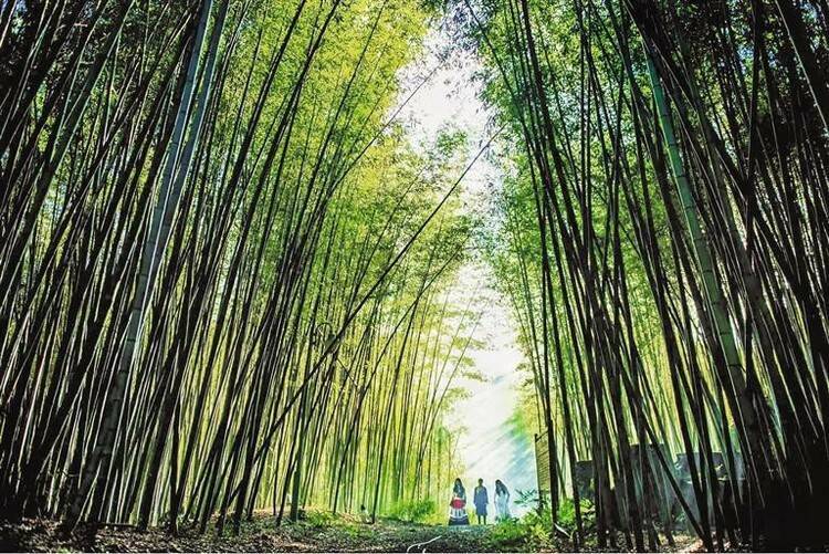 六盘水盘州市大洞竹海冬景美