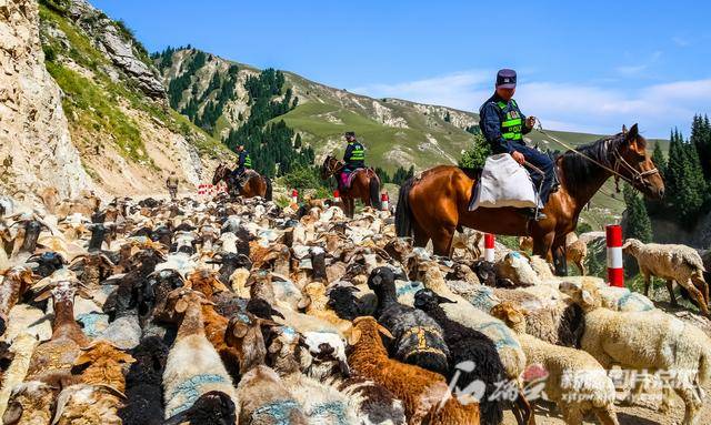 新疆伊犁边境民警化身牧羊人护送羊群前往夏牧场