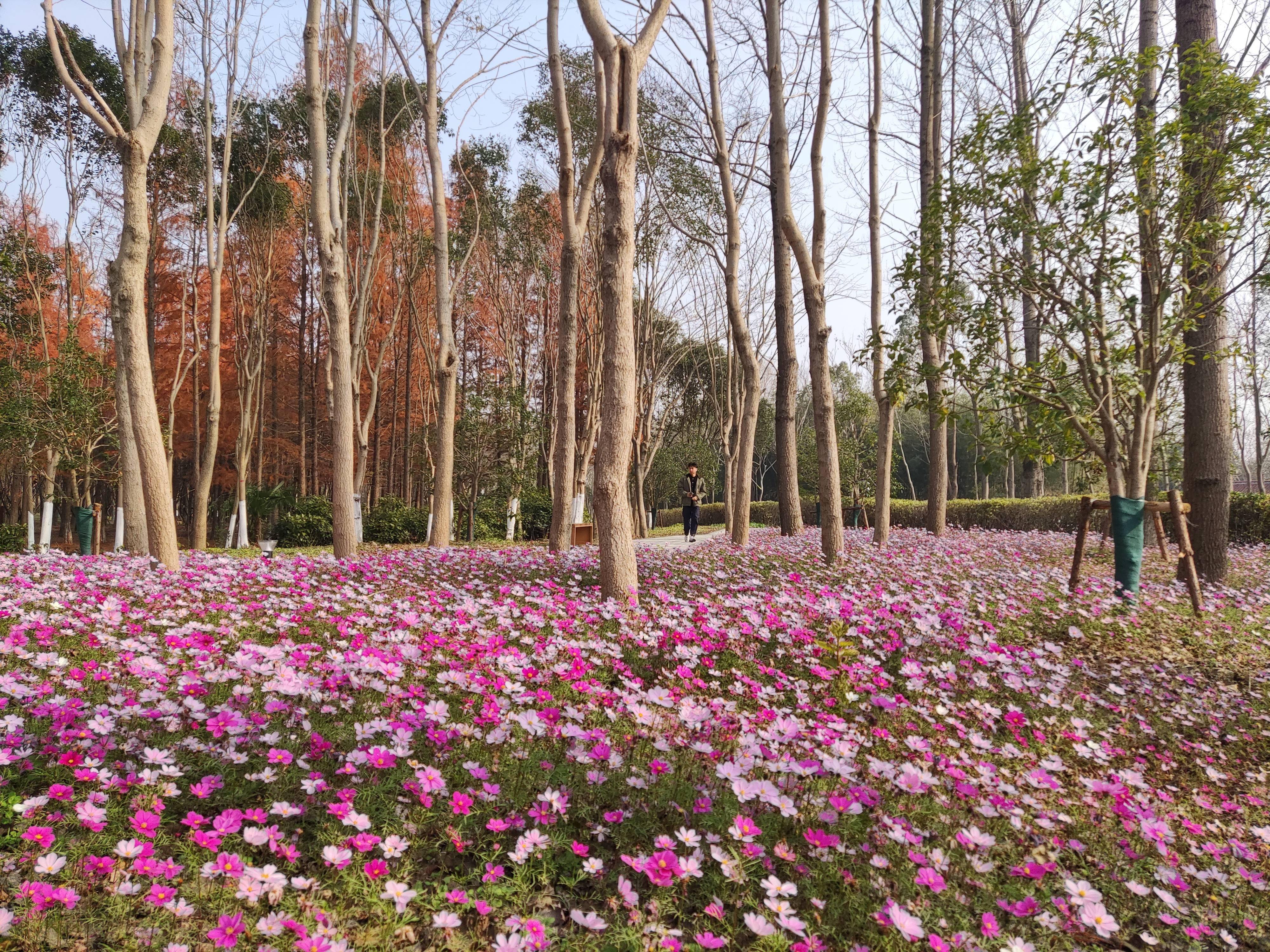 建设|上海打造“可穿行的绿洲”，8个大型开放式休闲林地年底建成