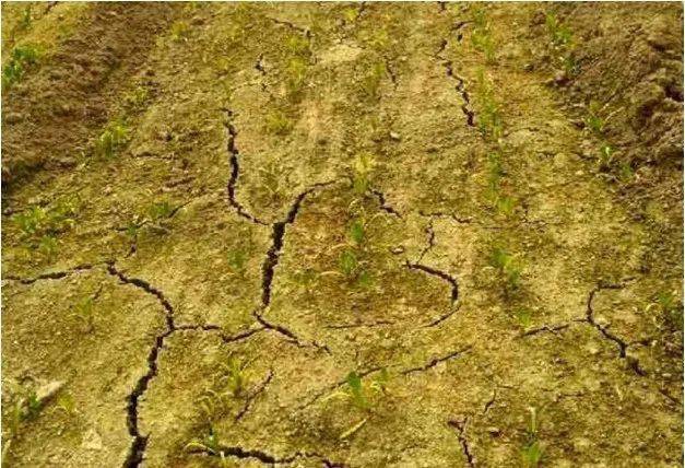 中国土壤的5大疾病,令人非常担忧!_作物_养分_肥力