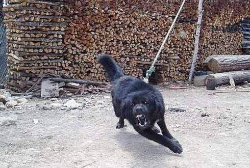 狗的弱点是什么 在农村遇到恶狗时又该如何应对呢 地方 动物 因为