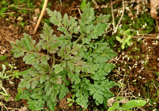 今天准备介绍的这种蛇不见,它是一种受到许多中医朋友喜欢的中草药