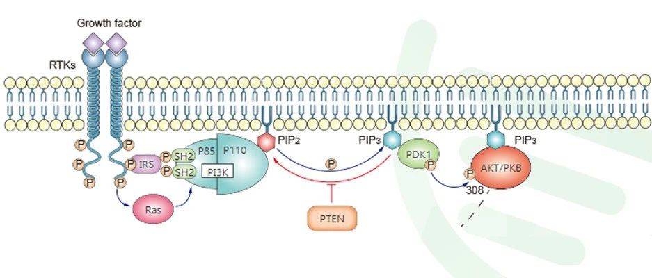 PI3K-AKT通路专题解析（下）_受体_蛋白_信号